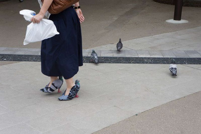 Burung Merpati dijadikan sepatu (Boredpanda.com)