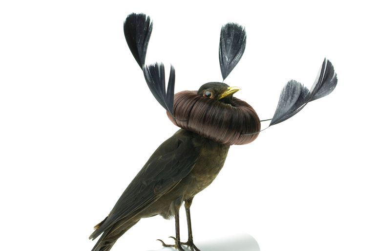 Burung cantik 2 (Karleyfeaver.com)