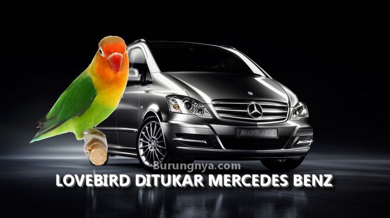 Lovebird Betet ditukar Mercedes Benz Viano (emercedesbenz.com)