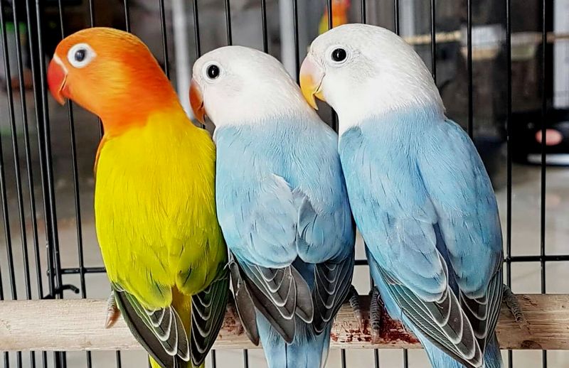 15 Jenis Warna Lovebird Termahal dan Paling Dicari Kicau Mania