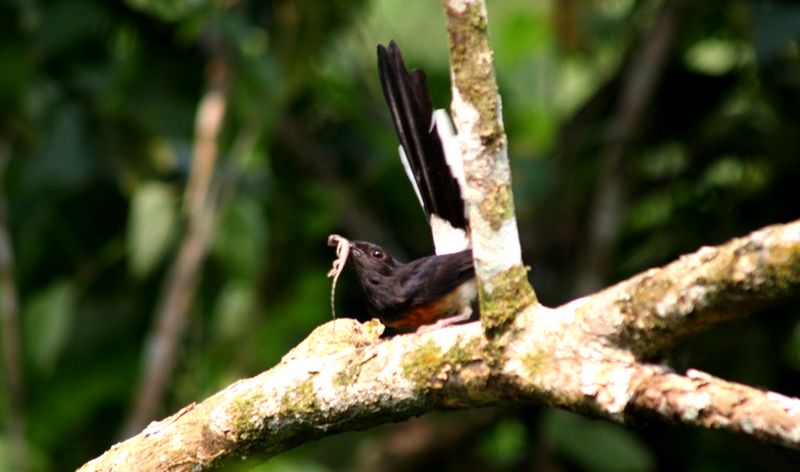 Burung Murai Batu makan cicak (dwnkosmik.dbp.my)