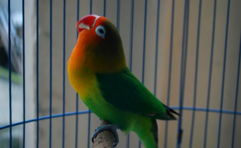 10 Lovebird Termahal di Indonesia Setelah Menang Lomba - Burungnya.com