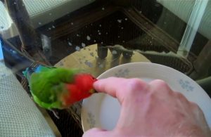 Manfaat air garam untuk Lovebird (youtube.com)
