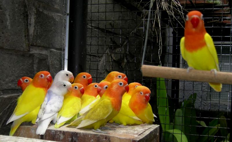Pencurian burung Lovebird (Kaskus.co.id)