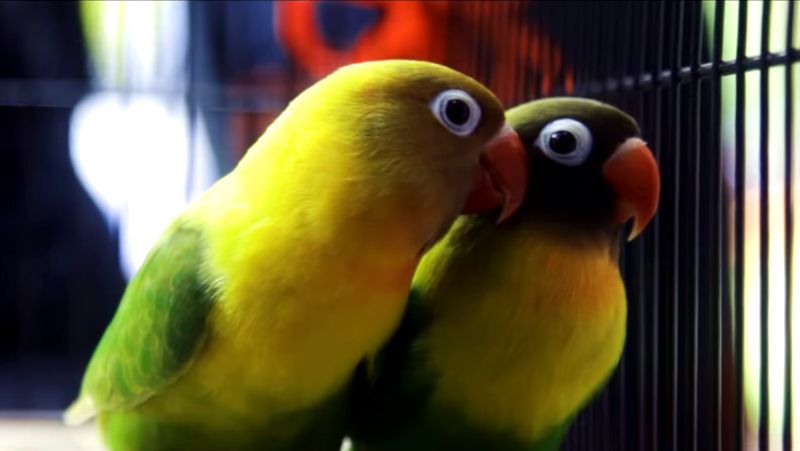 Lovebird Kusumo bersama pasangannya (YouTube.com)