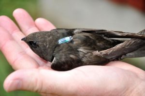 Fakta menarik tentang burung Walet (phys.org)