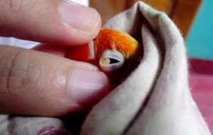 Penyakit mata snot pada Lovebird (kaskus.co.id)