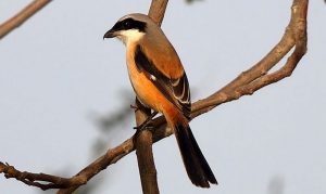 Gambar Burung Cendet Fighter (qatarbirds.org)