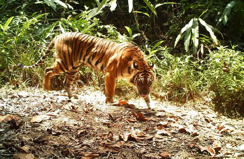 Mencari burung di hutan bertemu Harimau Sumatera (mongabay.co.id)