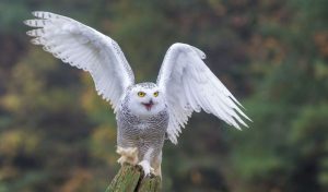 Burung Hantu Putih atau Snowly owl (Phoochan.com)