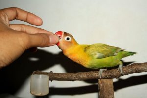 Vitamin Lovebird yang bagus (ramelancar.blogspot.co.id)