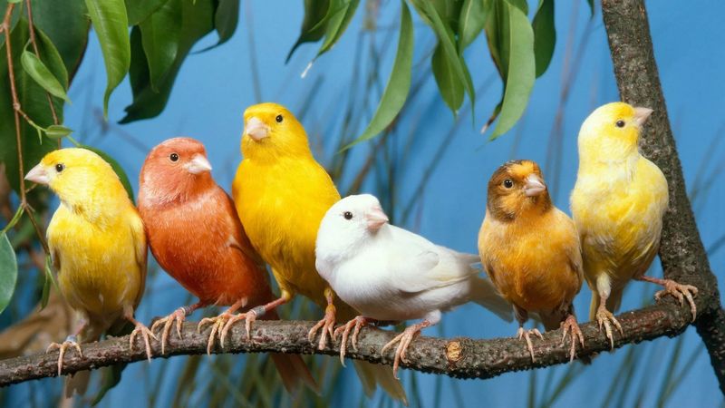 Fakta Menarik Tentang Burung Kenari (moreuknews.net)