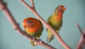 Burung Lovebird Populer di Indonesia (thesprucepets.com)