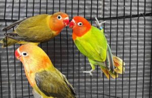 Jenis Lovebird Biola Lengkap dengan Gambar dan Harga (facebook.com)