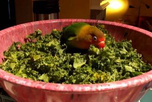 Lovebird makan tanaman hijau atau sayuran (youtube.com)