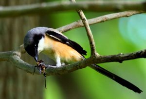 Makanan Burung Cendet agar Rajin Bunyi (pinterest.com)