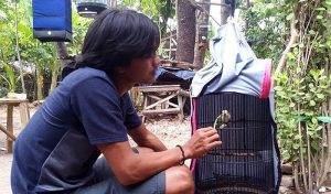 Perawatan Lovebird Paud Rajin Ngekek Durasi Panjang (burungnews.com)