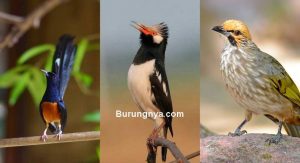 Jenis Burung yang Dikeluarkan dari Daftar Burung Dilindungi (beritagar.id)