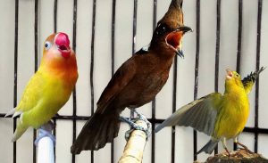 Masteran Lovebird yang Bagus (youtube.com)