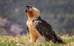 Jenis Burung Berbahaya bagi Manusia (hiveminer.com)