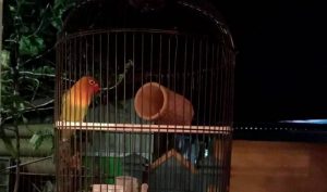 Terapi Bambu Gila untuk Menambah Durasi Ngekek Lovebird (facebook.com-BudrelTullang)