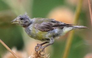 Burung Cepat Mabung (backyardnaturalist.ca)