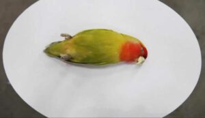 Burung Lovebird tiba-tiba mati (vice.com)