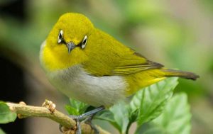 Burung Pleci Mengeluarkan Suara Isian di Lomba (jungledragon.com)