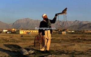 Burung Puyuh di Afghanistan (avax.news)