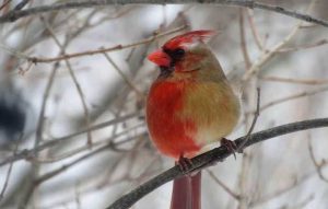 Burung Unik Mirip Lovebird Halfsider (livescience.com)