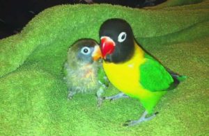 Cara Membedakan Lovebird Paud dan Dewasa (youtube.com)