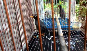 Mitos Cara Melatih Burung Jalak Bicara (youtube.com)