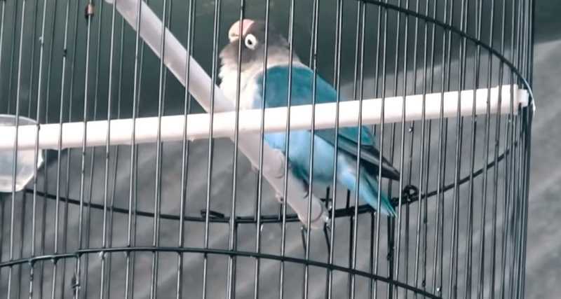 Lovebird Macet Jadi Ngekek Setelah Dirawat di Kamar Mandi (youtube.com)