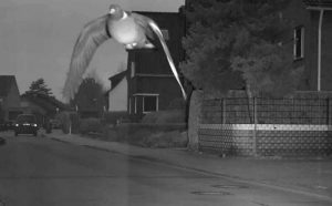 Burung Merpati Terlalu Cepat (independent.co.uk)