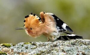 Burung yang disebut dalam Alquran (pinterest.com)
