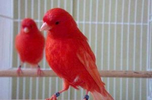 Ciri Burung Kenari Merah (birdsnow.com)