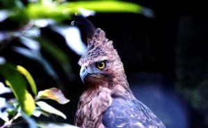Burung Elang Jawa (marketeers.com)