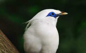 Burung Jalak Bali (earth.com)