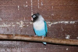 Cara Membuat Lovebird Balibu Memiliki Mental Fighter (parrot-bird.com)