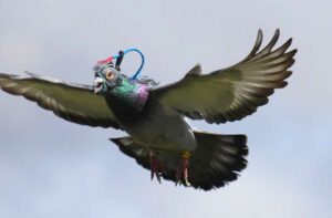 Fakta Burung Merpati yang Menakjubkan (biologists.org)