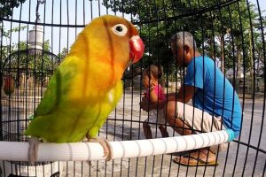 Lovebird Termahal di Indonesia (youtube.com)