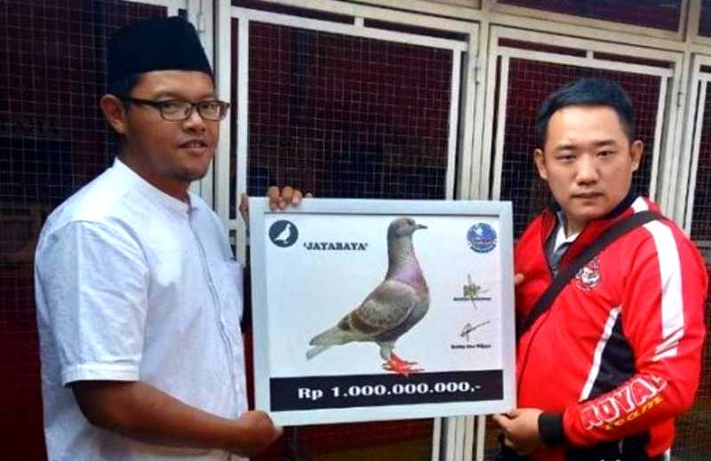 Jadi Merpati Termahal Di Indonesia Merpati Jayabaya Laku Rp 1 Miliar Burungnya Com