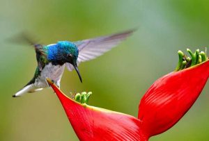 Fakta Menarik Burung Kolibri (guideposts.org)
