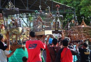 Peraturan Ditjen KSDAE Lomba Burung Kicau di Indonesia (joglosemarnews.com)