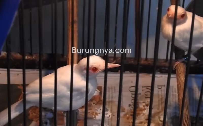 Burung Murai Batu Albino (youtube.com)