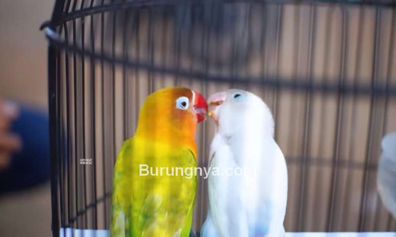Setingan Lovebird Jantan Ngunci Jeda Rapat (youtube.com)