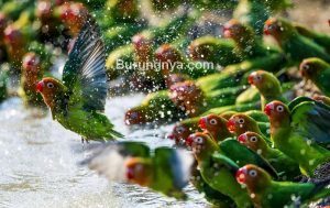 Cara Merawat Lovebird di Musim Hujan (dailymail.co.uk)