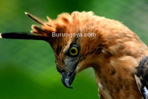 Burung Garuda adalah Elang Jawa (beritagar.id)