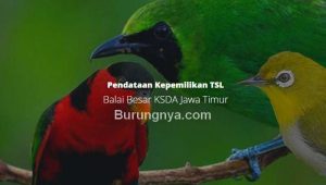 Cara Daftar Burung Dilindungi Online di BKSDA (pendataantsl.com)
