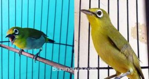 Lebih Bagus Burung Pleci Dada Kuning atau Putih (youtube.com)